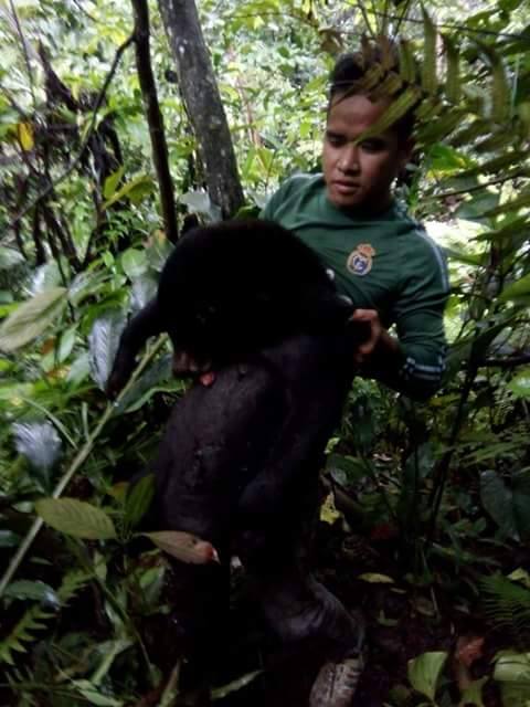 foto memperlihatkan jelas seorang pria berkaus lengan panjang hijau dengan logo di dada di rerimbunan pohon mengangkat seekor beruang madu. Sumber: akun Facebook Rosi Kuale