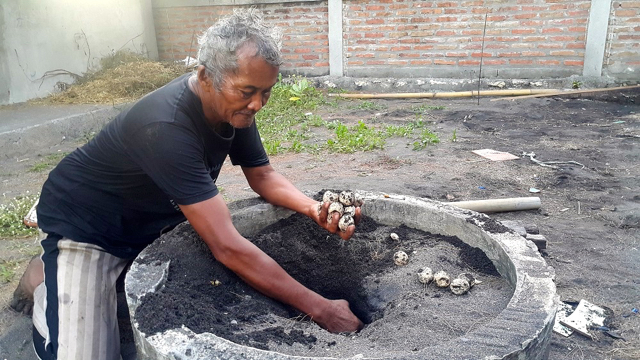 Rujito memeriksa telur penyu di kolam penetasan. Foto: Tommy Apriando