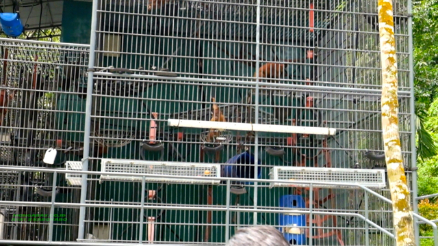 Orangutan-orangutan di SOCP dalam kandang sementara. Foto: Ayat S Karokaro