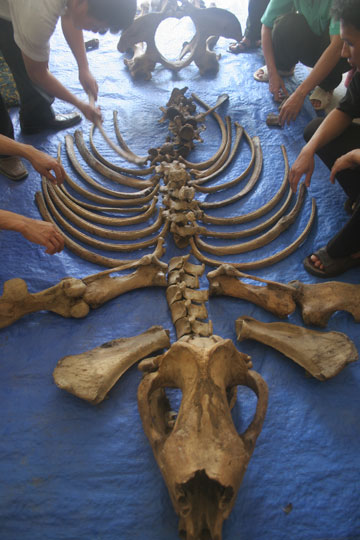 Rangka badak jawa terakhir di Vietnam yang disusun kembali. Foto: WWF