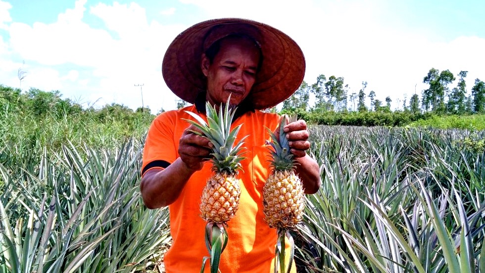 Sumarjito dengan hasil nanas yang dihasilkan di lahannya yang seluas 6 hektar. Ia dikenal sebagai salah seorang penggagas pengembangan sistem Pembukaan Lahan Tanpa Bakar (PLTB) di Kabupaten Kuala Kapuas, Kalteng. Foto: Indra Nugraha