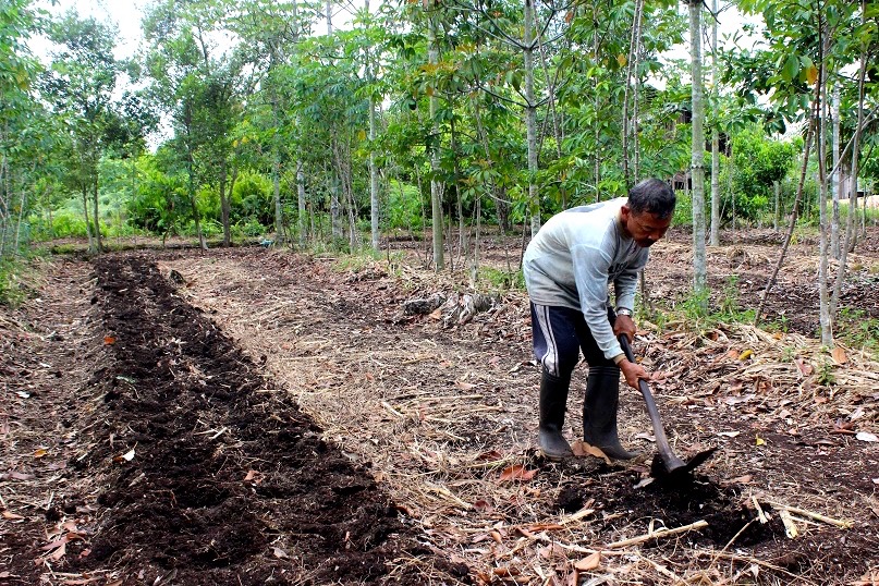 Pak Taman, Petani Agroforestri yang Sukses Kembangkan Lahan Gambut