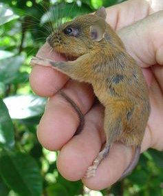 Long-whiskered alias tikus pohon ini hanya ditemukan di Luzon, tidak di tempat lain. Foto: Larry Heaney, The Field Museum