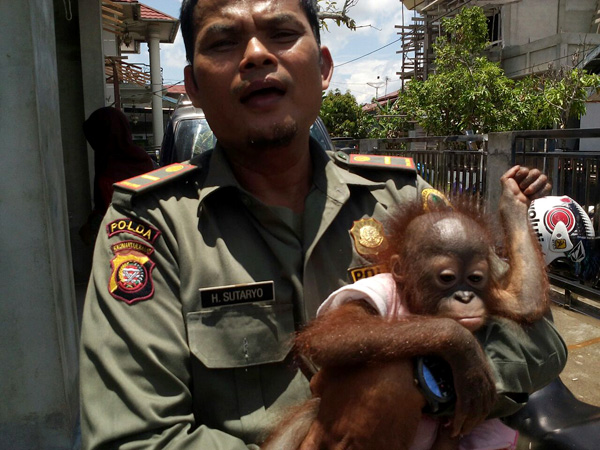 Unyuk yang diserakan ke BKSDA Kalbar untuk selanjutnya dirawat di YIARI, Ketapang. Foto: BKSDA Kalbar