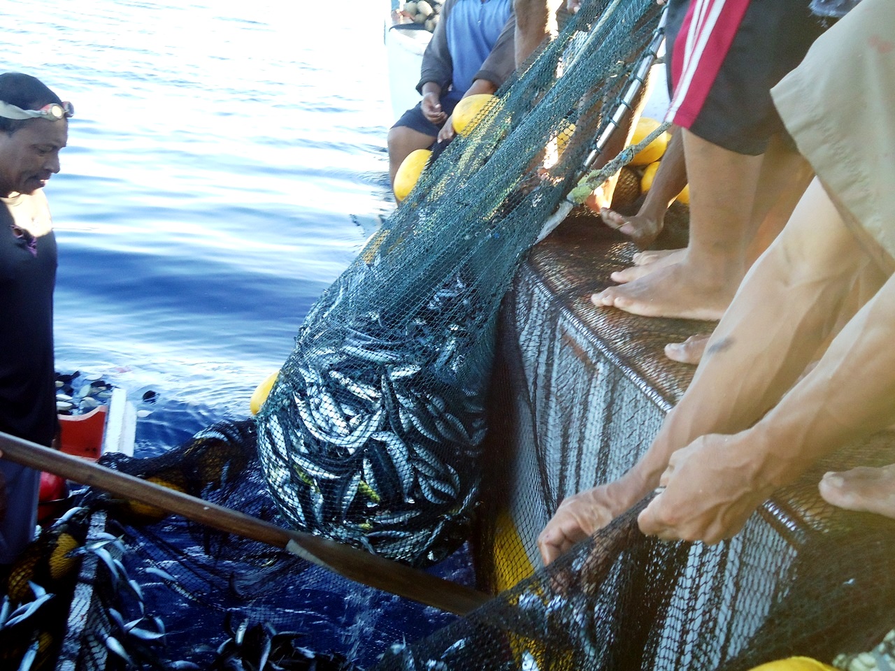 Sejumlah nelayan sedang menarik jaring berisi ikan hasil tangkapan di perairan Tidore, Sangihe, Sulut. Foto : Themmy Doaly