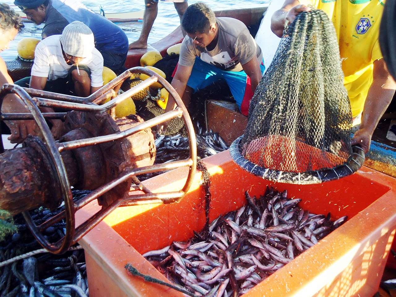 Ikan malalugis hasil tangkapan nelayan di perairan Tidore, Sangihe, Sulut. Foto : Themmy Doaly 