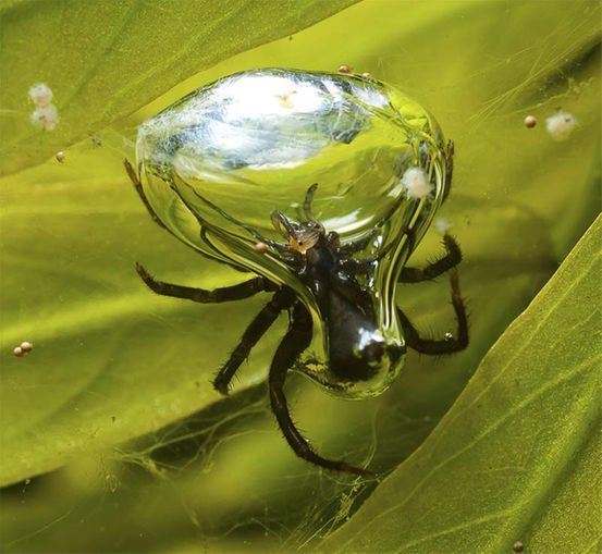 Diving bell spiders. Foto: copyright Stefan Hetz.