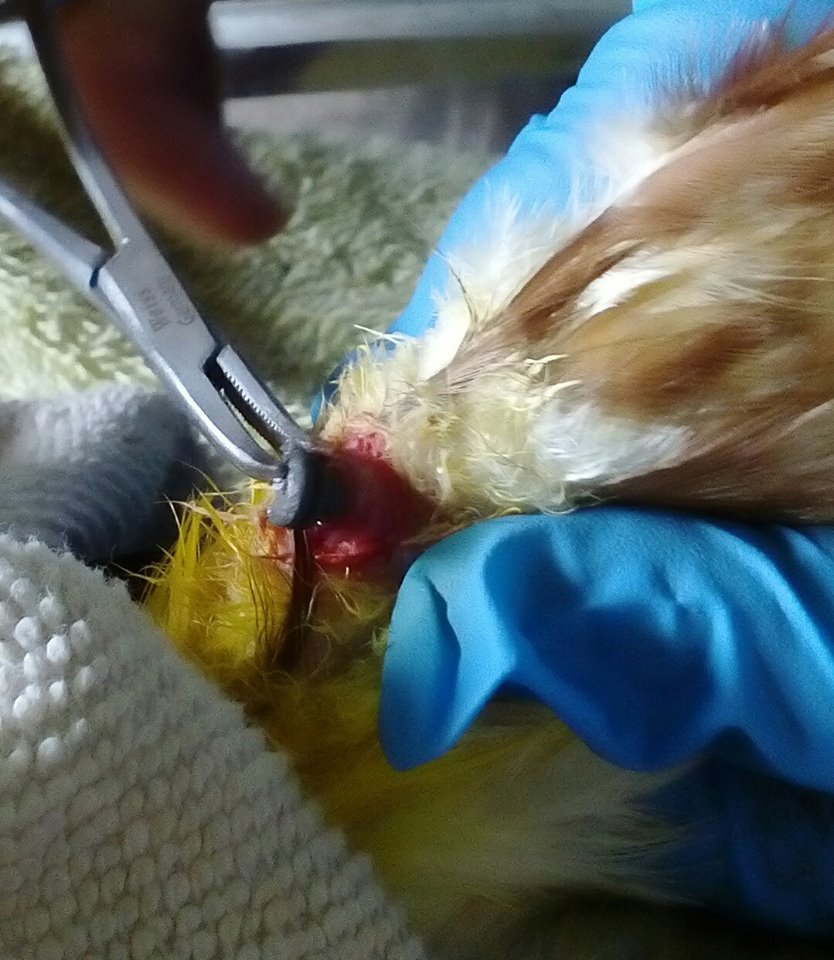 Tim medis sedang melakukan tindakan operasi untuk mengeluarkan peluru dari tubuh elang. Sumber : Pusat Konservasi Elang Kamojang. 