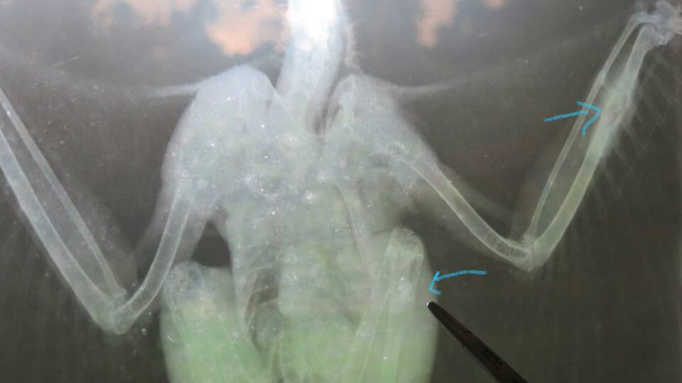 Foto hasil ronsen terhadap elang yang terkena peluru senapan angin. Sumber : Pusat Konservasi Elang Kamojang. 