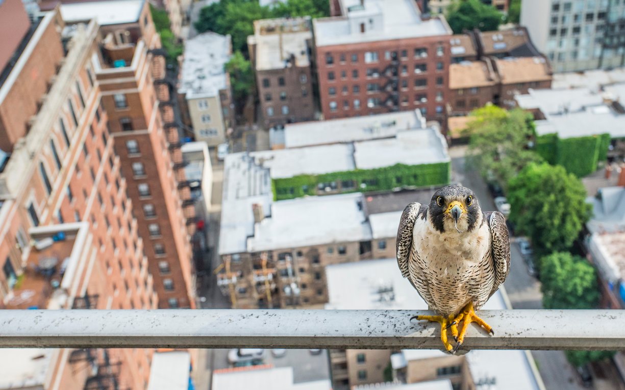 Berpose. Foto: Lukas Massey / Environmental Photographer of the Year 2016