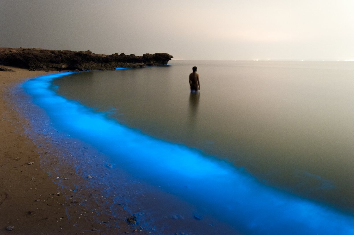 Cahaya ajaib (dari) plankton.  Foto: Pooyan Shadpoor / Environmental Photographer of the Year 2016