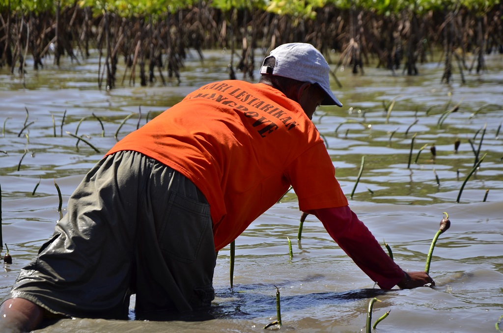 Penanaman mangrove di Kelurahan Untia, Kecamatan Biringkanayya, Makassar, Sulawesi Selatan sudah dilakukan sejak 2007 dan masih berlangsung, dengan melibatkan warga sekitar dan siswa-siswa sekolah SD hingga SMA. Hingga saat ini sudah sekitar 50 ribu bibit yang ditanam dalam 9 tahun terakhir. Foto: Wahyu Chandra
