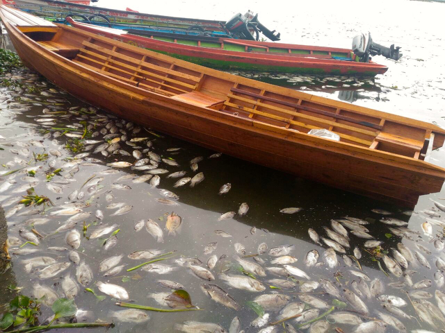 Ikan mati mengapung di Danau Meninjau. Foto: Vinolia