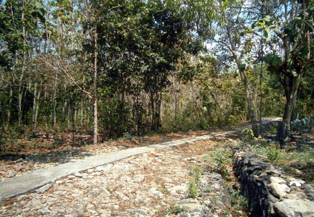 Tampak pepohonan jati dan batu kapur di Pajangan, Bantul. Foto: Nuswantoro