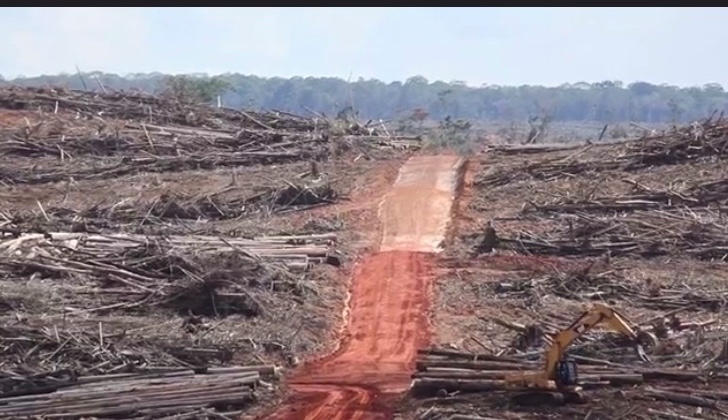 Hutan baru dibabat. Foto dari screenshot video investigasi