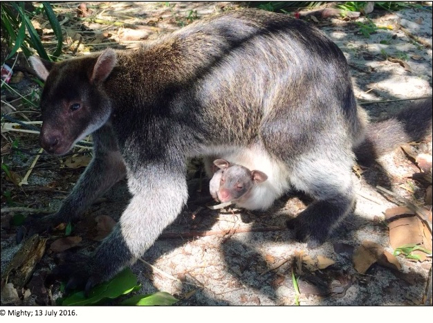 Kala hutan Papua, terbabat jadi sawit, di manakah kangguru pohon ini bisa tinggal? Mereka menanti kepunahan...Foto dari laporan. 