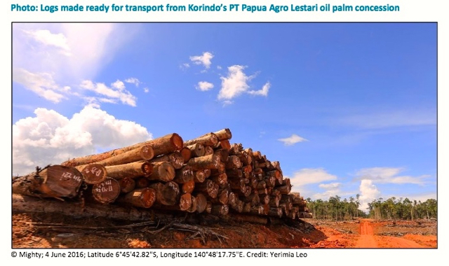 Kayu-kayu bagus hasil pembersihan hutan buat kebun sawit dikumpulkan dan menjadi nilai ekonomi tersendiri. Foto: dari laporan