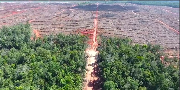 Hutan, rumah dan tempat hidup orang Papua, terbabat menjadi kebun sawit...Foto dari screenshot video investigasi