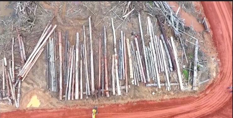 Kayu-kayu tebangan dari babatan hutan buat sawit di konsesi Korindo. Foto dari screenshot video