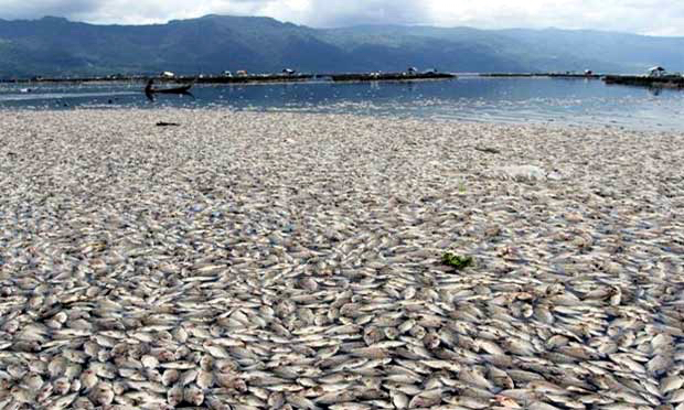 Jutaan ikan keramba apung yang mati di Danau Maninjau beberapa bulan lalu. Foto: Vinolia