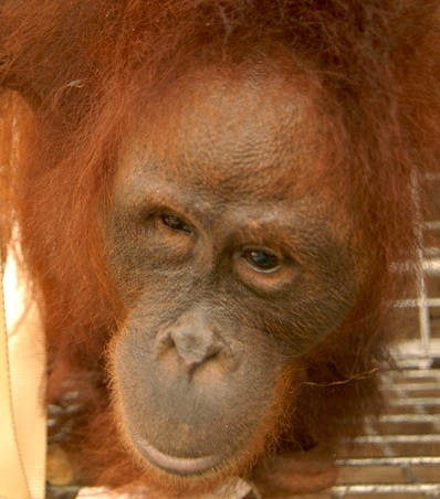orangutan1-wendy-img-20160918-wa0011