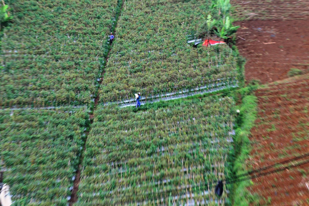 Petani menggarap lahan holtikultura dan palawija di Kawasan hulu DAS Cimanuk, Kawasan Darajat, Kabupaten Garut, Jabar. Kawasan pertanian di DAS hulu Cimanuk menyebabkan sedimentasi pada aliran sungai. Foto : Donny Iqbal