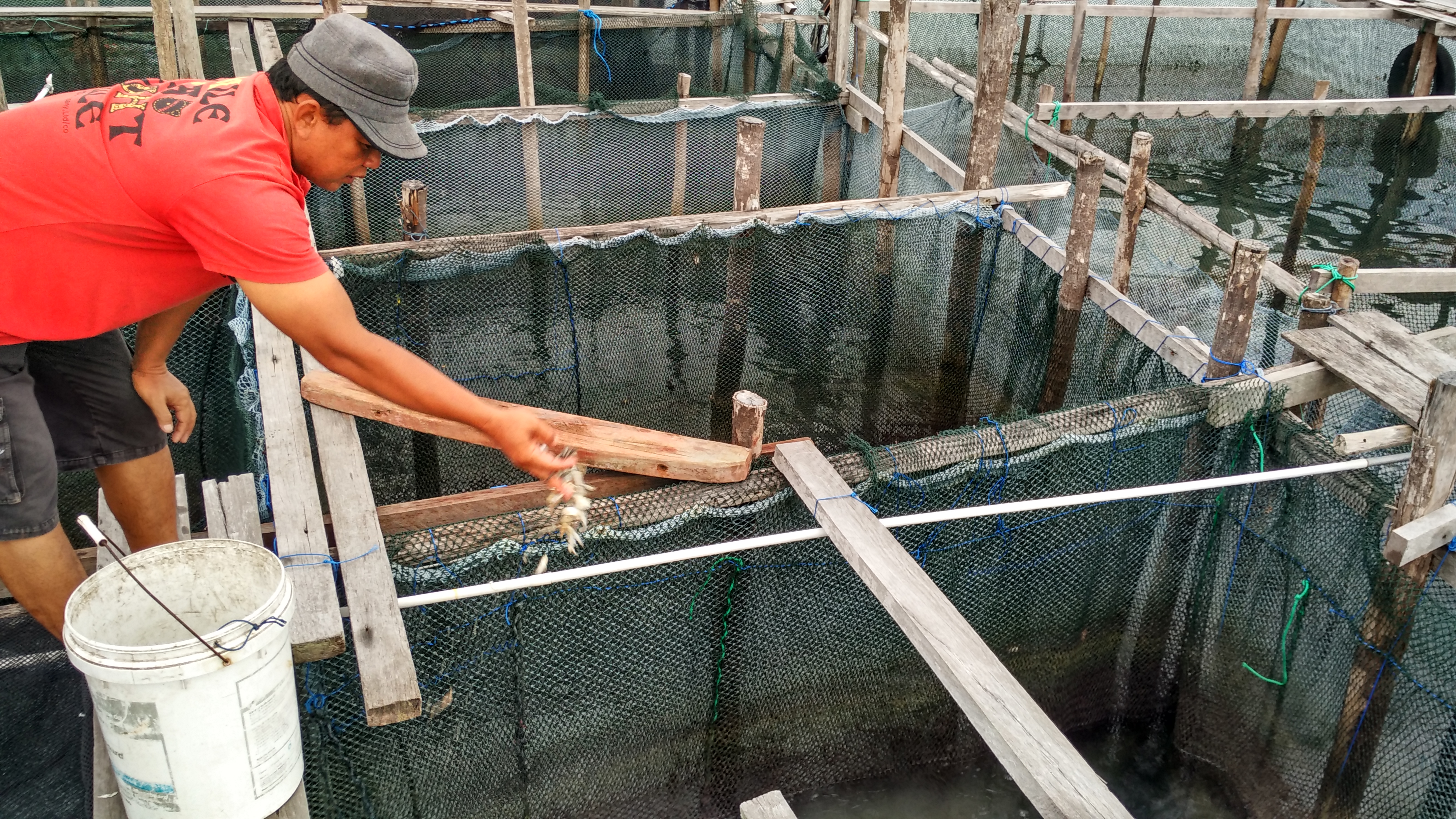 Keton, pembudidaya ikan napoleon (Cheilinus undulatus) di Pulau Sedanau, Kabupaten Natuna, Provinsi Kepulauan Riau pada awal September 2016, memberikan pakan ke ikan-ikan peliharaanya. Keton mengeluhkan turunnya penjualan ikan setelah KKP membatasi ekspor ikan napoleon. Foto : M Ambari