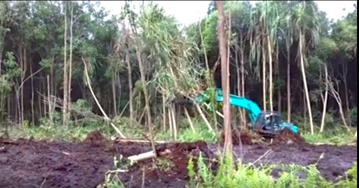 Alat berat tampak merobohkan pepohonan di hutan gambut pada konsesi RAPP. Foto dari video JMGR