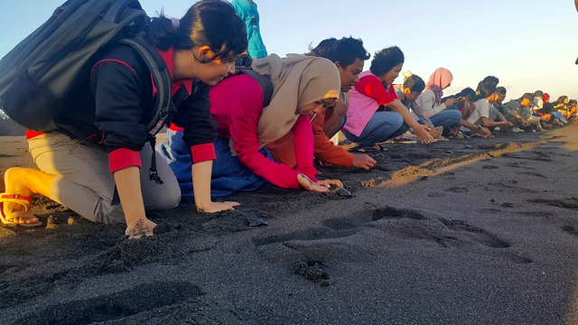 Mereka yang ingin berpartisipasi dalam pelepasliaran tukik di Pantai Samas. Foto: Tommy Apriando