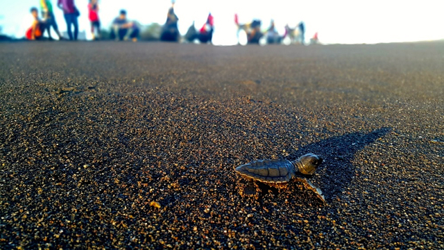 Tukik lekang, kala pelepasliaran di Pantai Samas. Foto: Tommy Apriando