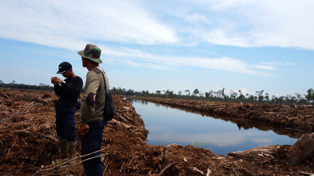 Lahan konflik antara RAPP dan warga sudah ditanami akasia oleh perusahaan dan kanal juga dibuat. Foto: Lusia Arumingtyas