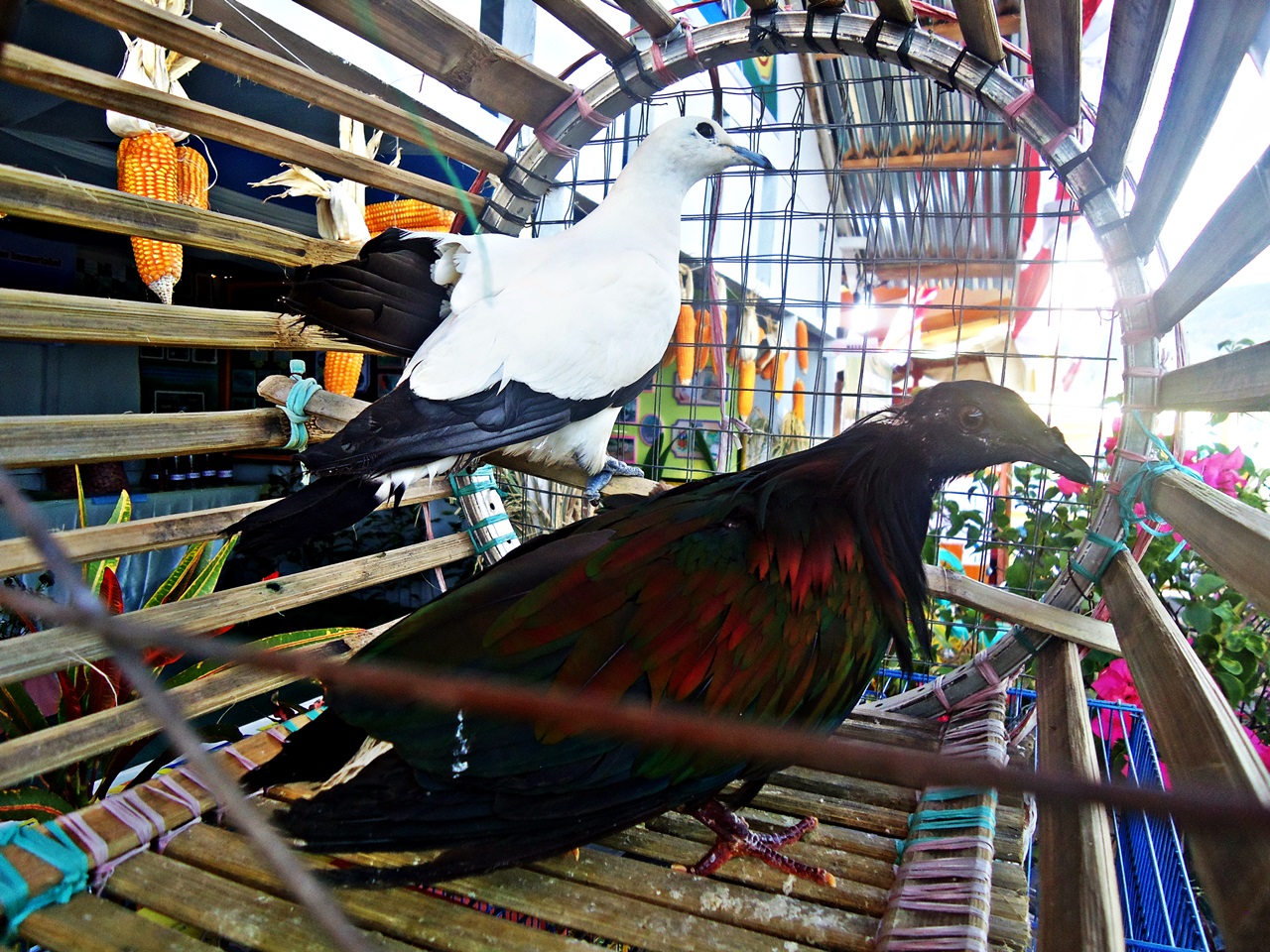 Dua jenis burung yang dipamerkan dalam stand Dinas Pertanian, Peternakan, Perkebunan dan Kehutanan Kabupaten Kepulauan Sangihe pada kegiatan Festival Pesona Sangihe 2016. Burung tersebut yaitu junai emas (Caloenas nicobarica) (depan), dan peragam laut (Ducula bicolor) (belakang). Foto : Themmy Doaly