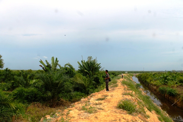 Lahan sengketa warga dan perusahaan. Kini lahan itu sudah dibuat kanal dan tanam sawit. Foto: Elviza Diana