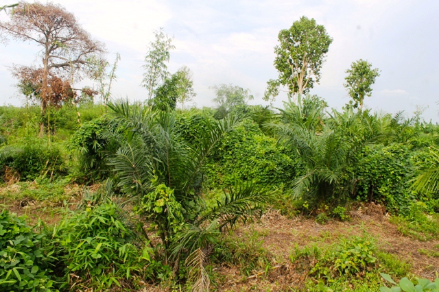 Kebun warga yang menjadi lahan perusahaan. Masih tampak sisa pohon duku warga. Foto: Elviza Diana