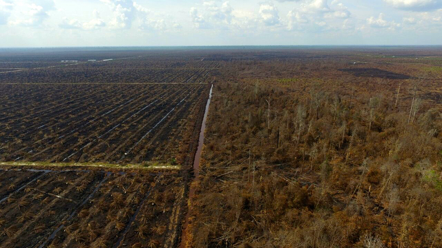 Kebun yang siap berisi sawit sudah bersih, berdampingan dengan hutan yang juga terbakar. Foto dari drone Dirten Penegakan Hukum KLHK