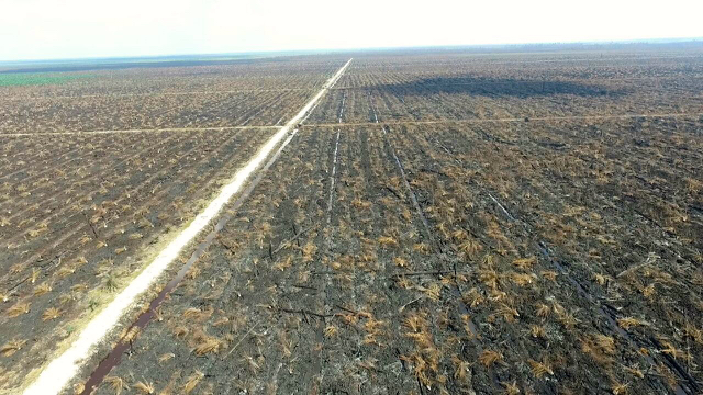 Sepanjang mata memandang, kebun yang disapkan biat sawit bekas terbakar. Foto diambil pakai drone Ditjen Gakum KLHK