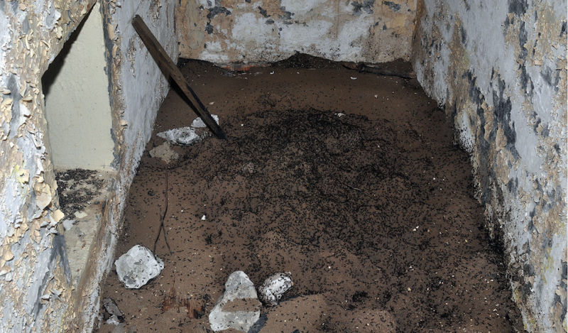 Semut-semut ini mampu bertahan hidup setelah jatuh di sebuah bunker nuklir di Polandia. Foto : Wojciech Stephan / Gizmodo.com