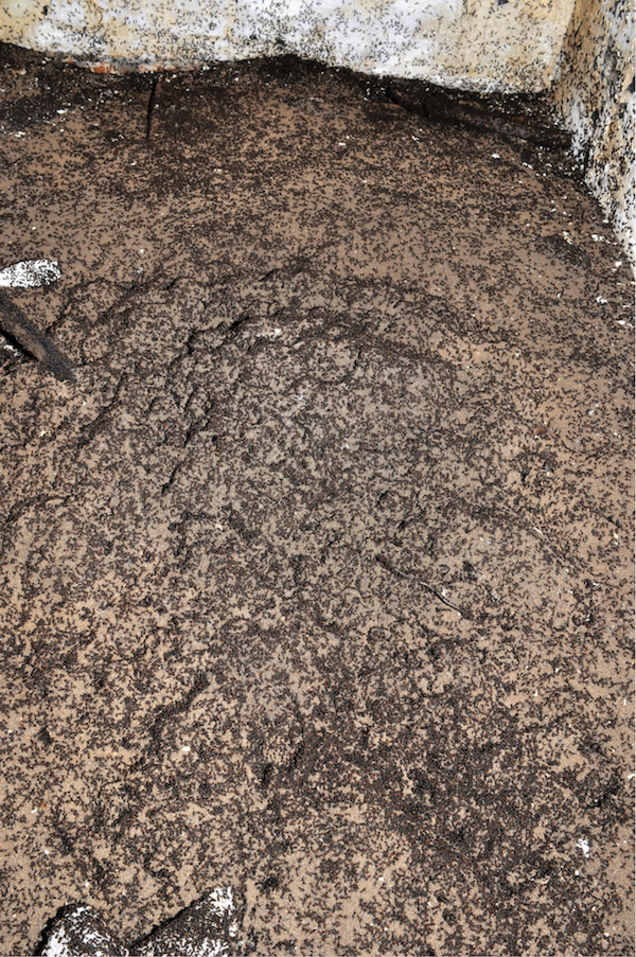 Semut-semut yang berada di dinding di sebuah bunker nuklir di Polandia. Semut-semut ini mampu bertahan hidup setelah jatuh di sebuah bunker tersebut. Foto : Wojciech Stephan / Gizmodo.com