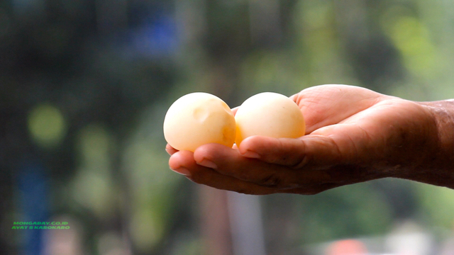 Telur penyu yang dijual di tepi jalan di Kota Medan, Rp7.000-8.000 per butir. Foto: Ayat S Karokaro