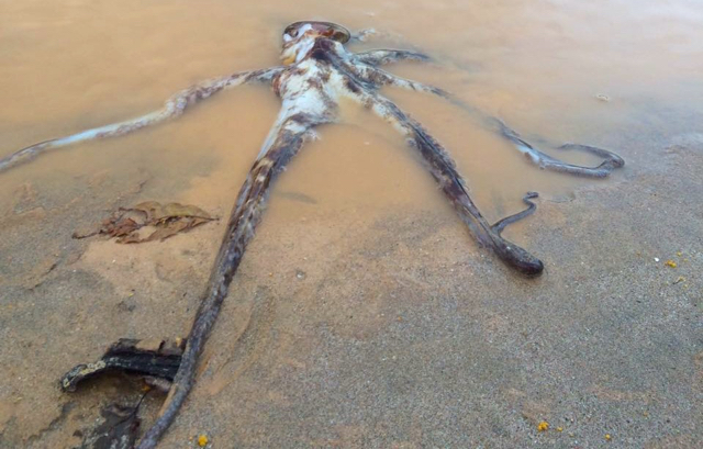 Gurita yang mati di kubangan lumpur. Dokumentasi 16 Agustus 2016 oleh Pokmas Pariwisata Pulau Merah/ Yogi Turnando 