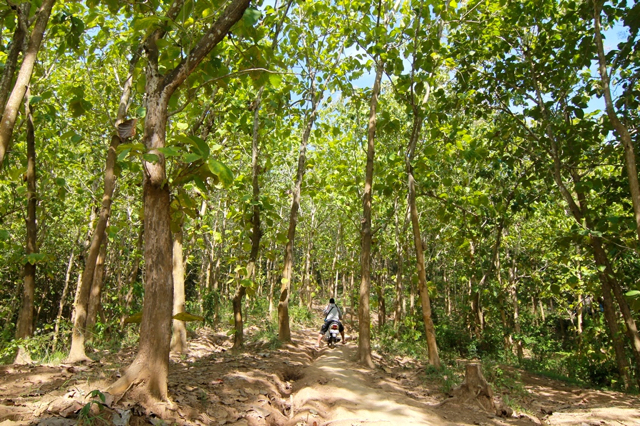 Jalur menuju Pantai Parang Kursi, melewati hutan jati Perhutani. Foto: Zuhana A Zuhro 