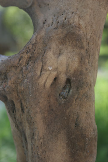 Peluru yang bersarang di kaki badak jawa Vietnam. Perburuan mengalahkan perlindungan badak yang dilakukan di Taman Nasional Cat Tien. Foto: WWF 