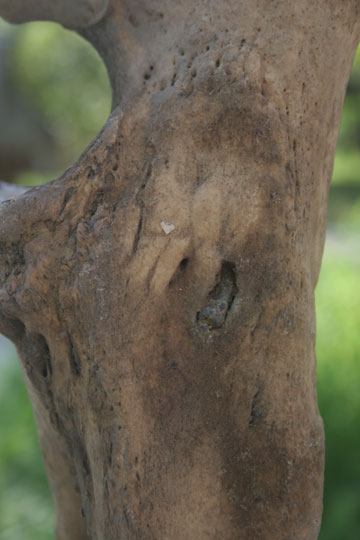 Peluru yang bersarang di kaki badak jawa Vietnam. Perburuan mengalahkan perlindungan badak yang dilakukan di Taman Nasional Cat Tien. Foto: WWF