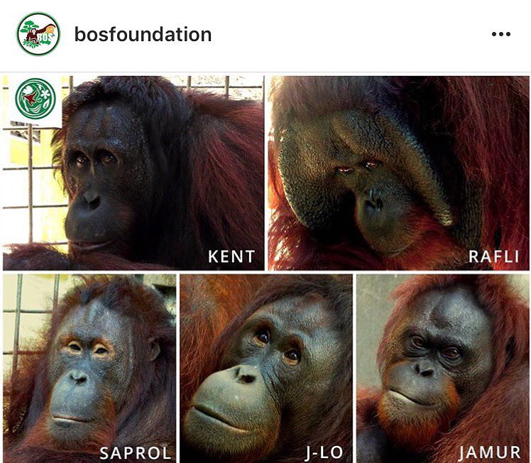 Lima individu orangutan yang dirilis ke Hutan Kehje Sewen. Foto: BOSF