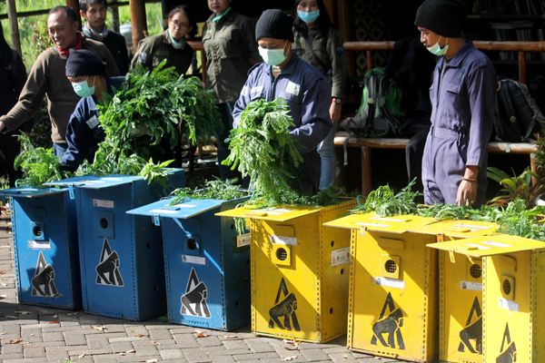 Sebanyak tujuh individu lutung jawa ini siap dilepasliarkan di Hutan Lindung RPH Sumbermanjing Kulon, Malang dari Javan langur Center, Batu. Foto: Petrus Riski