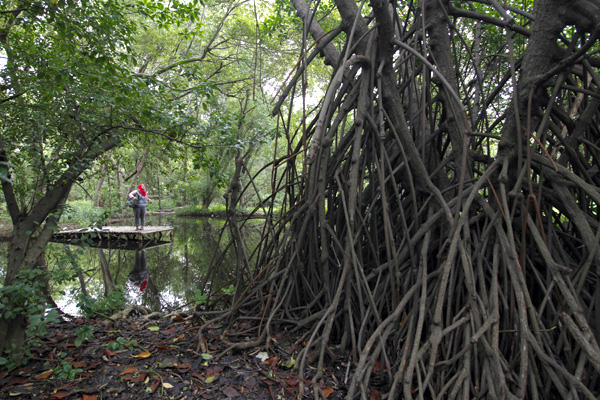 Ekosistem mangrove memiliki arti penting bagi iklim global. Hutan mangrove sendiri memiliki kemampuan empat kali lipat dari hutan biasa sebagai penyimpan cadangan karbon dalam tanah. Foto: Junaidi Hanafiah