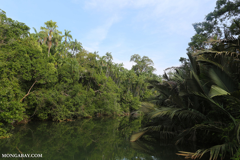 Alam Indonesia yang tidak hanya menawan tapi juga memiliki keragaman hayati yang tinggi. Foto: Rhett Butler