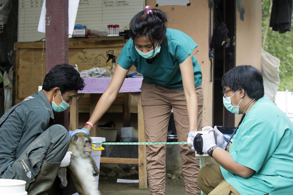 Pemeriksaan kesehatan menyeluruh dilakukan untuk memastikan monyet ekor panjang yang akan dilepaskan ke alam itu sehat secara medis. Foto: IAR Indonesia