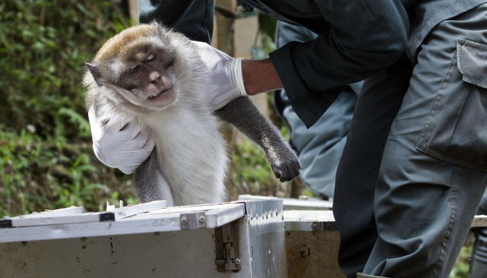 Monyet ekor panjang ini dimasukkan kandang transport untuk selanjutnya dibawa ke lokasi pelepasliaran. Foto: IAR Indonesia