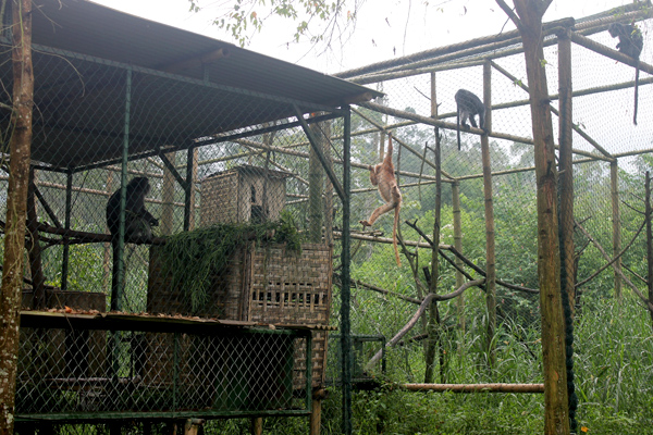 Kandang sosialisasi lutung jawa di Javan Langur Center (JLC). Lutung jawa berperan penting bagi ekosistem alam. Foto: Petrus Riski